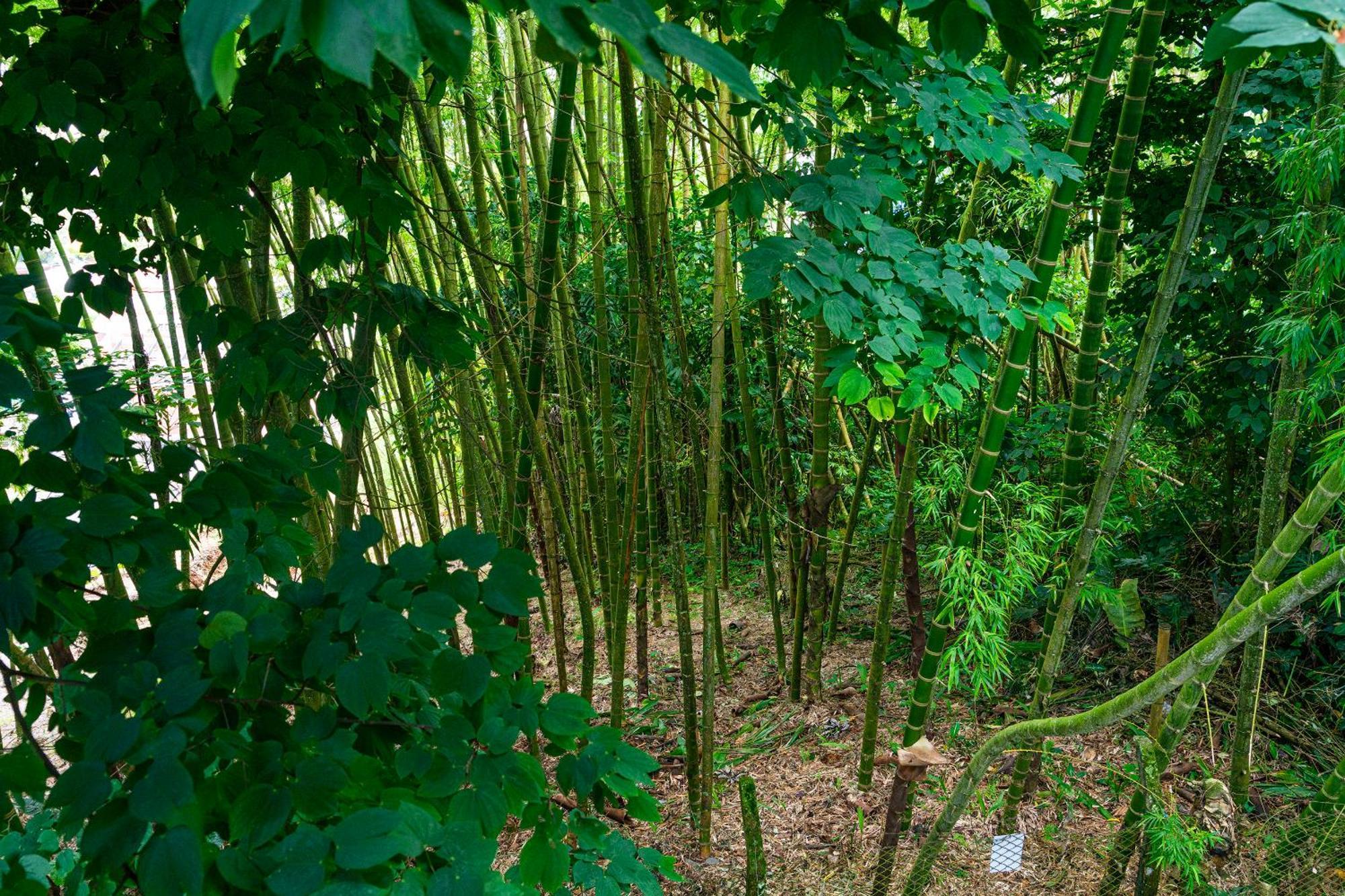 Aldea Sabatinga Villa Manizales Eksteriør bilde